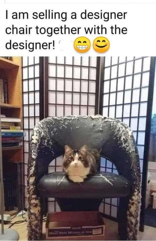 Mikeaul's tweet photo. #CatsOfTwitter #twittermarketplace https://t.co/IMUJum9jBB