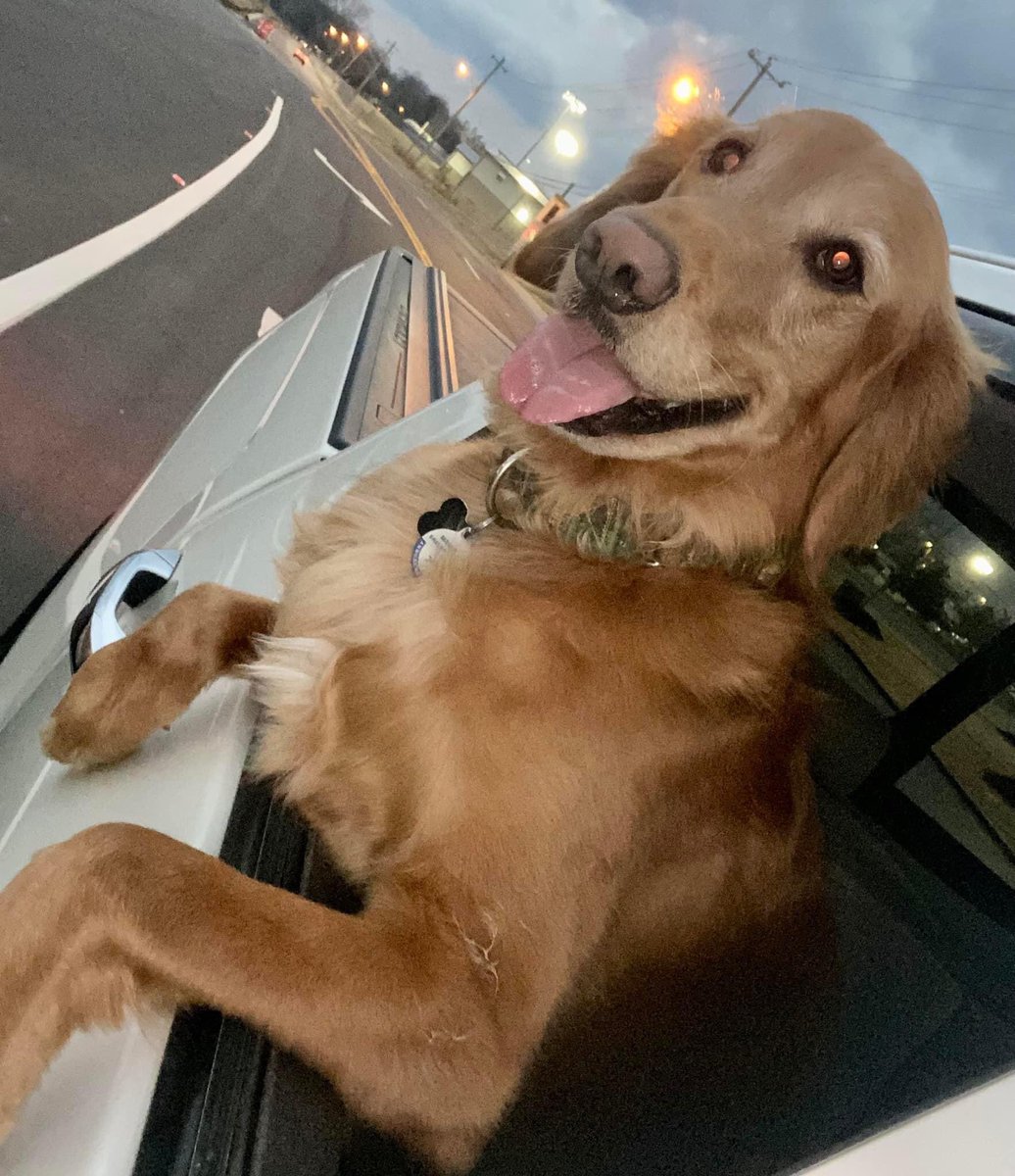 BeauRyley's tweet photo. We ridin’ small town Saturday night! #weratedogs #GoldenRetrievers https://t.co/aPSl9IwtTv
