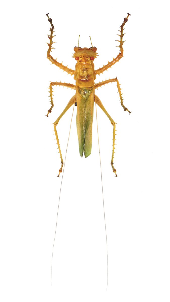 トゲアクマツユムシ Panacanthus cf. cuspidatus 今回の戦利品のエース