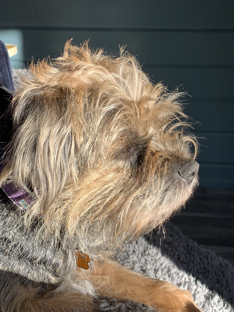 BorderRabble's tweet photo. @EddieCtheBT We loves scruffy! https://t.co/L42HJ5kDCr