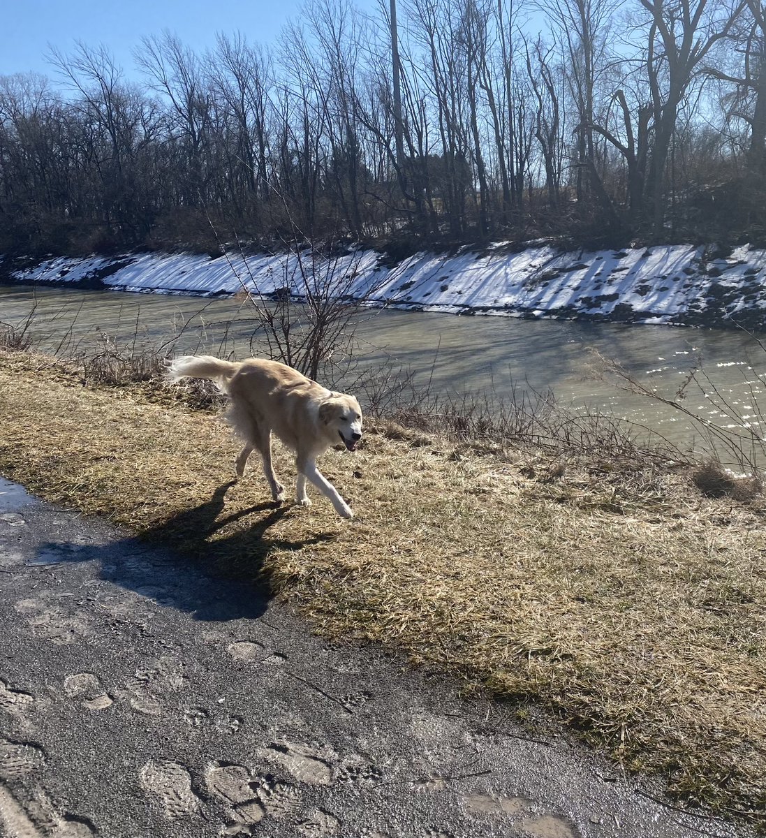 mschristyneu's tweet photo. We enjoyed some muddy miles today in the warm sunshine - just before the wind arrived ☀️ #thisisROC #sundayvibes #HCSDMarchChallenge☘️ #hiltoncsd https://t.co/iwF6rBfPpx