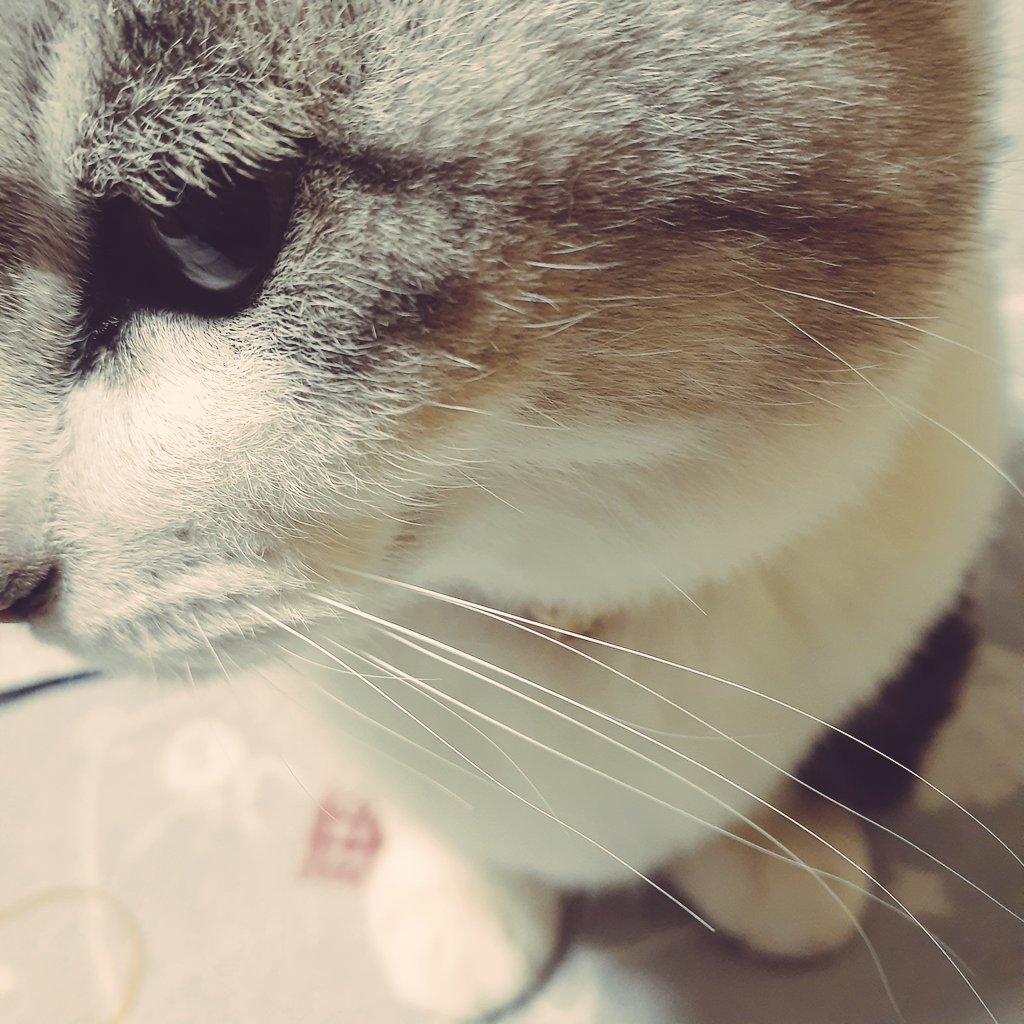 まりこナポリタン Ritanmariconap0 Twitter