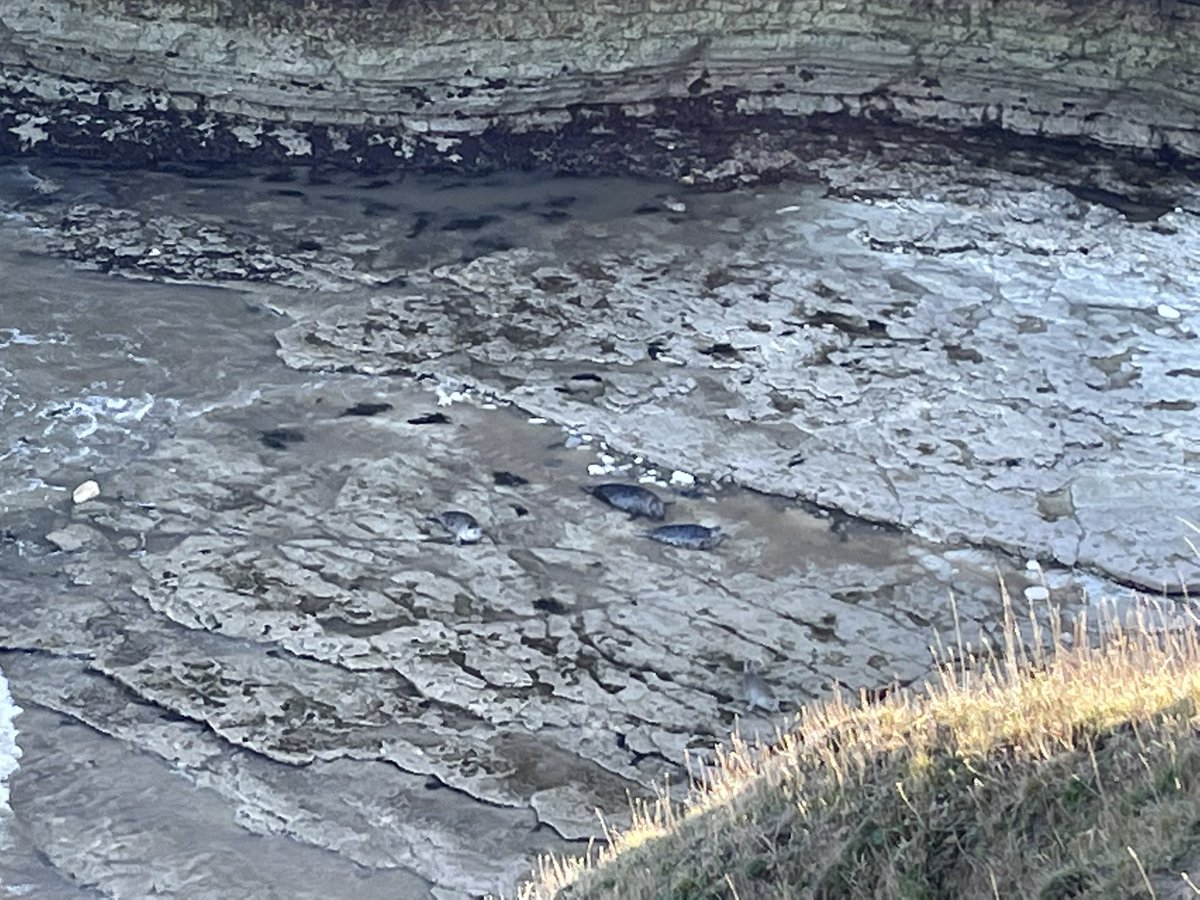 Flamborough Head this afternoon. With bonus seals 🦭