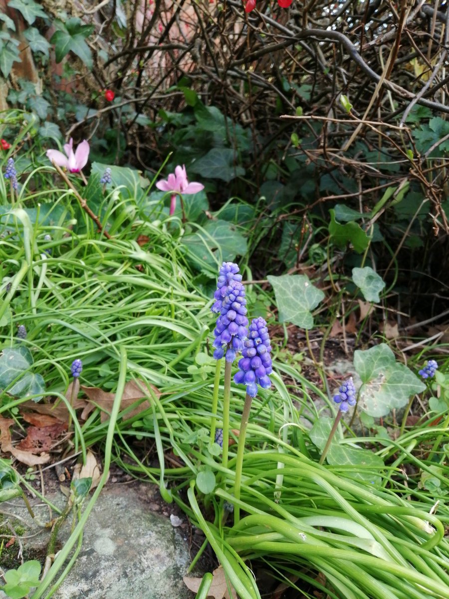 PascaleExeter's tweet photo. Popping up in little corners #FlowerToday https://t.co/MJ26GhAPHz