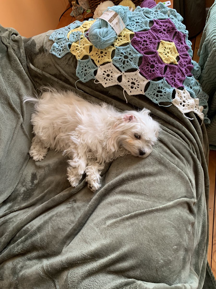 WigsWobbles's tweet photo. Meanwhile Spraoi is guarding the crochet 🧶 @BrodHiggins https://t.co/SsqGIIeIOS