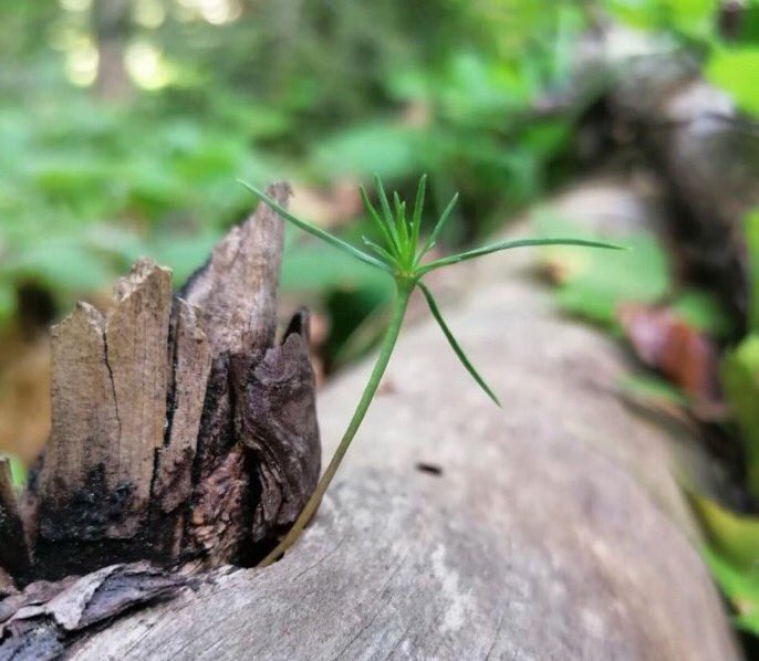 Kurumuş bir ağacın üzerinde bir fidan yeşillenir, tabiat yine şenlenir.
#OrmanCandır
