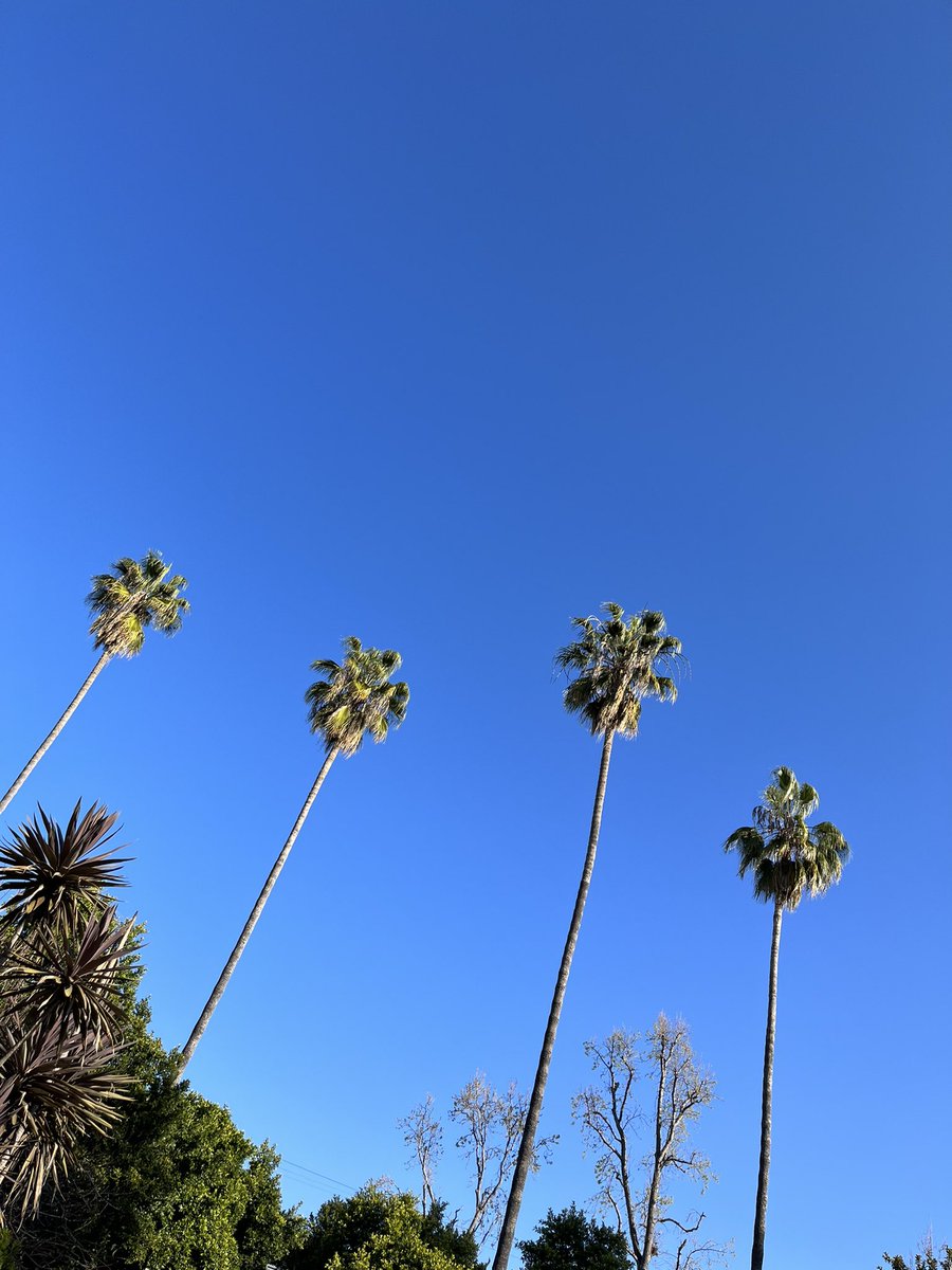 MossNFT's tweet photo. Happy Sunday from LA LA land lovers! #highpanda
#nfts https://t.co/0knWW5325K
