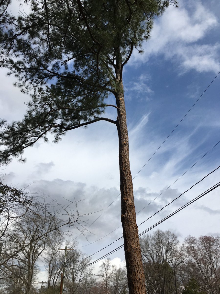davemassung's tweet photo. My favorite semi feral neighborhood cat is somehow stuck in a tree 40 ft off the ground and we have no idea how to get him down https://t.co/yTMdr0oPDX