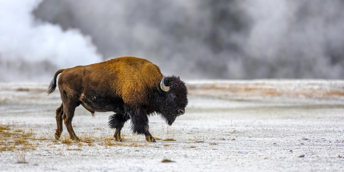 buffalo amid geysers, Don White