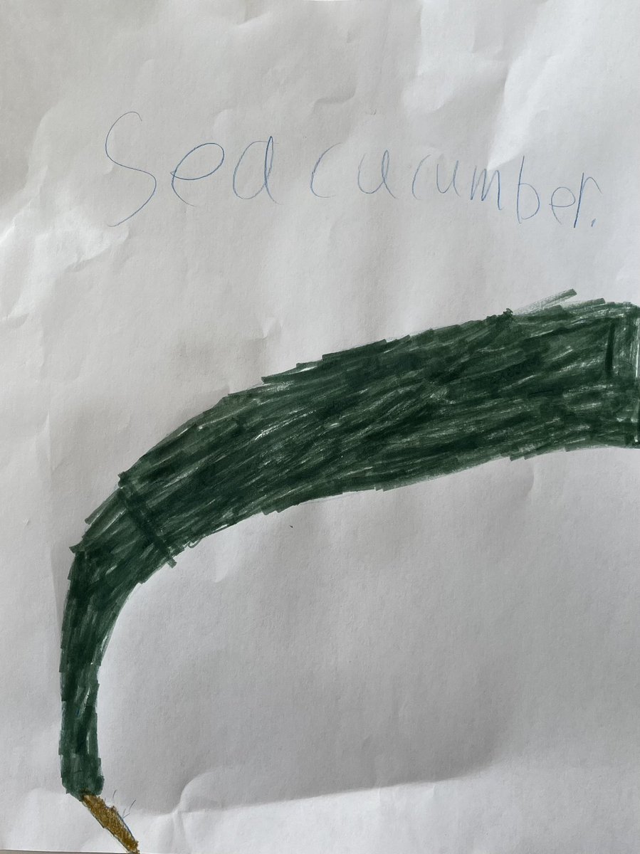 Dan4Kan's tweet photo. My girls made me listen to the #invertebutt segment on @scifri at least three times yesterday!
Then they drew these: https://t.co/M0FFvDDKth