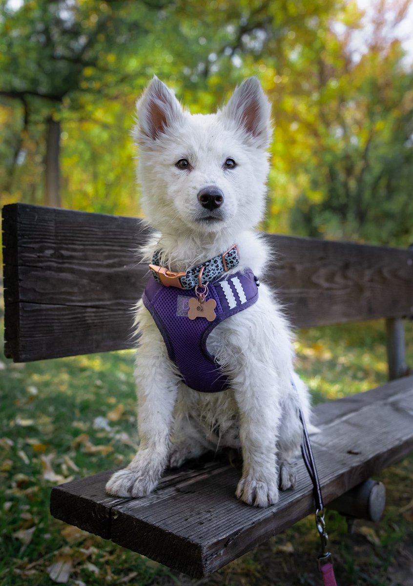 A little flashback of my baby girl 🥺

#twitterdogcommunity #twitterdog #dogsoftwitter