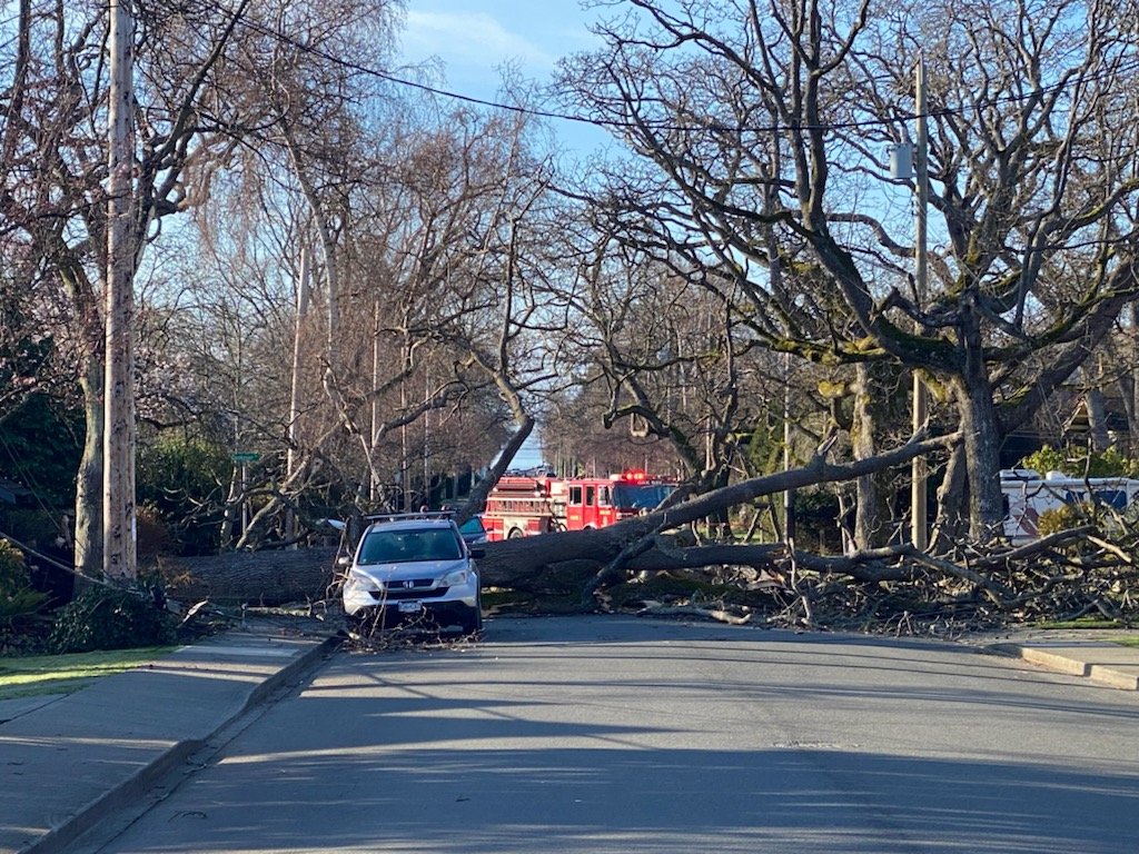 Oak Bay Police on Twitter "A large oak tree has fallen across St