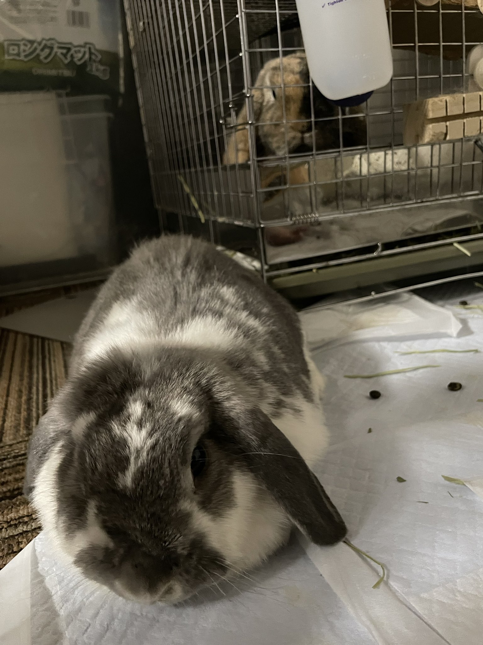 みたらし大福の気持ち Daifuku Rabbit Twitter
