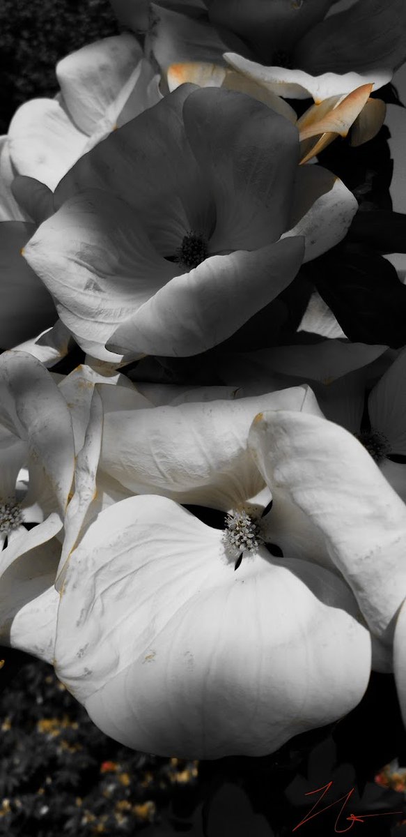 MurphMagic11's tweet image. First sale will happen! opensea.io/collection/mur… #nftphotography #nftphotographer #NFTphotos