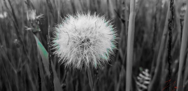 MurphMagic11's tweet image. First sale will happen! opensea.io/collection/mur… #nftphotography #nftphotographer #NFTphotos