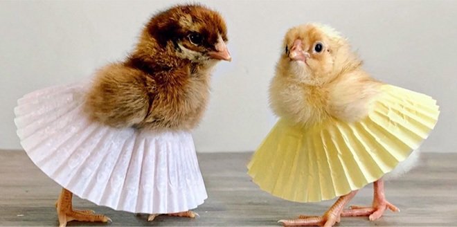 ThatsJustPunny's tweet photo. What can I say, my chicks #GotTaste #FashionForward #CountryCrafty #ChickWithChicks #CountryGirl #YoureWelcome https://t.co/i30iknAKft