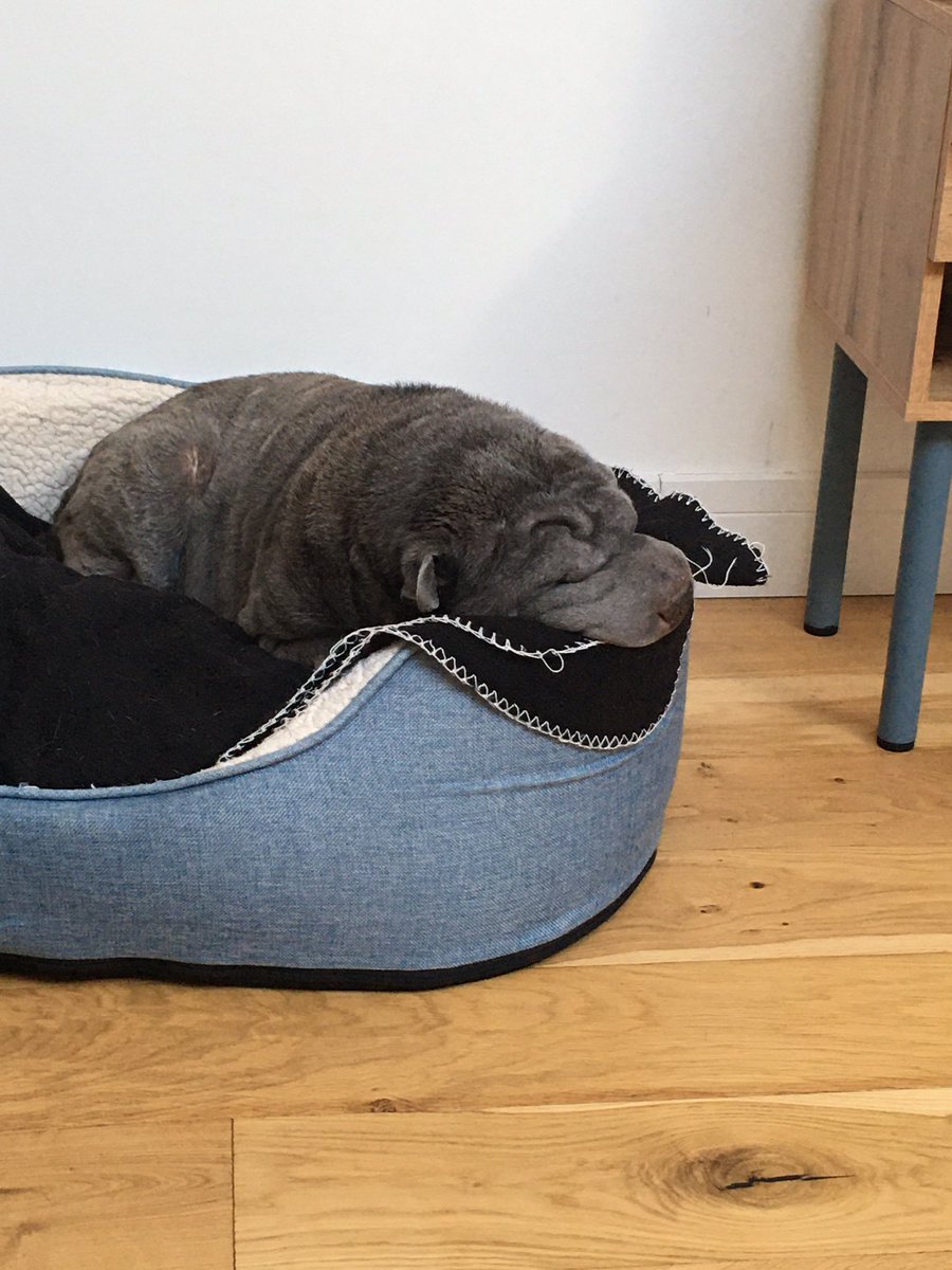 bellaboobies22's tweet photo. Comfy innit!! 🐾💜🐾💜 #bluesharpei #sharpei #sundaysnooze https://t.co/IpjvqGmVZL