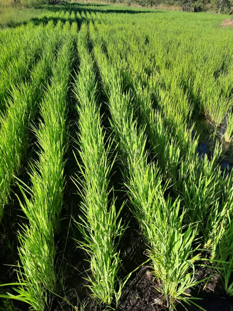 An attempt at farming rice by Rex ! 

Next year will try harder 

Terrence <a href="/terrymap1/">The Prince Machiavelli</a> ndarima something this year 🙂

Rima something