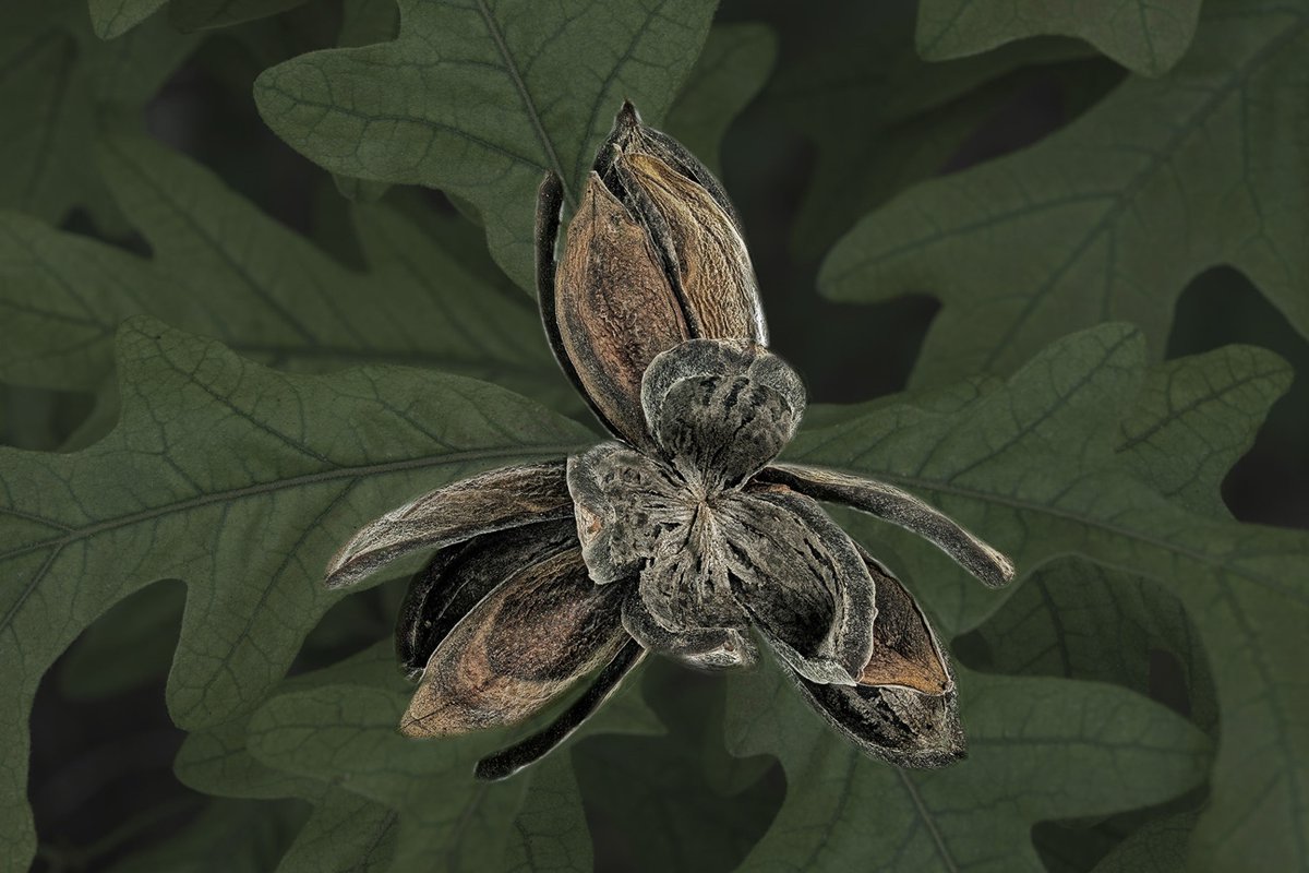 PhotoPlaceVT's tweet photo. "Pecan Husk on Oak Leaves" Β© Bill Harbin
from the exhibit Botanical. To view all the selected images please follow the link. https://t.co/FTEAaw7ptn
#botanical #photoplacegallery #fineartphotography #botanicalphotography #botanicalstudy #oakleaves https://t.co/jRd3E7XKzW