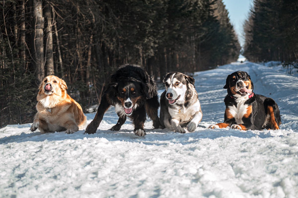 𝗢𝗻𝗹𝗶𝗻𝗲 ⇢ 𝗥𝗲𝗮𝗹𝗶𝘁𝘆 🤪
#squadgoals #dogsquad #dogsoftwitter #dogs #twitterdogcommunity #twitterdogs #husky #winter #woofnottweet