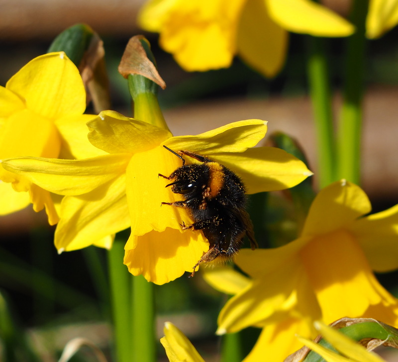 First bee photo of the season here in Mayo. A Buff tailed queen (Bombus terrestris), hanging out on a dwarf daffodil after feeding on crocus. Crocus, willow and dandelions are important food sources at this time of year.
#pollinators
#LetDandelionsBee