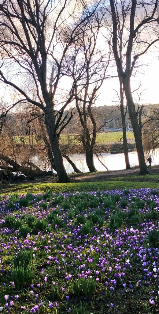 sdzoology's tweet photo. Passed my probation period at work!! 💪 Enjoy this "early spring vibes" photo I took walking home this afternoon🌷 https://t.co/iyaexBf4uX