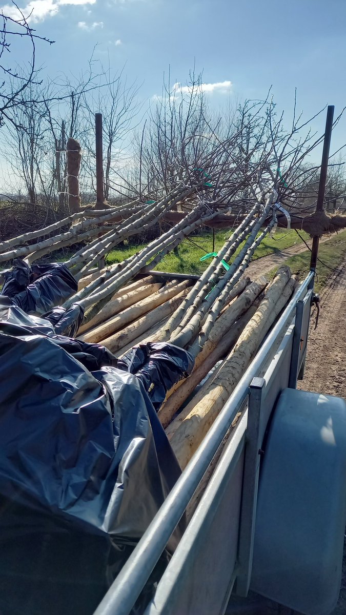 #boomplantdag in samenwerking <a href="/HSBKrommerijn/">HoogstamKrommerijn</a>  @TMobile_NL <a href="/LandschErfgoed/">Landschap Erfgoed Utrecht</a> <a href="/fcutrecht/">FC Utrecht</a>  in <a href="/gembunnik/">Gemeente Bunnik</a> Samen voor een groenere wereld!