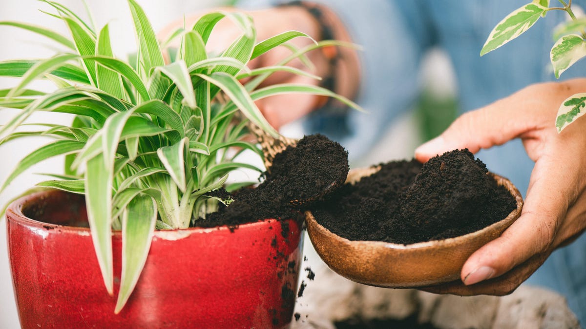 bobbycato's tweet photo. Their microbial, anti-inflammatory, and antioxidant properties, combined with natural odor-absorbency make them one of the most useful things you’ve ever tossed into the garbage.

Bobby Cato
Realtor®, GREEN®
Licensed in DC, MD &amp; ... https://t.co/ppH6GarqJ2 https://t.co/Lfq81rkeKy