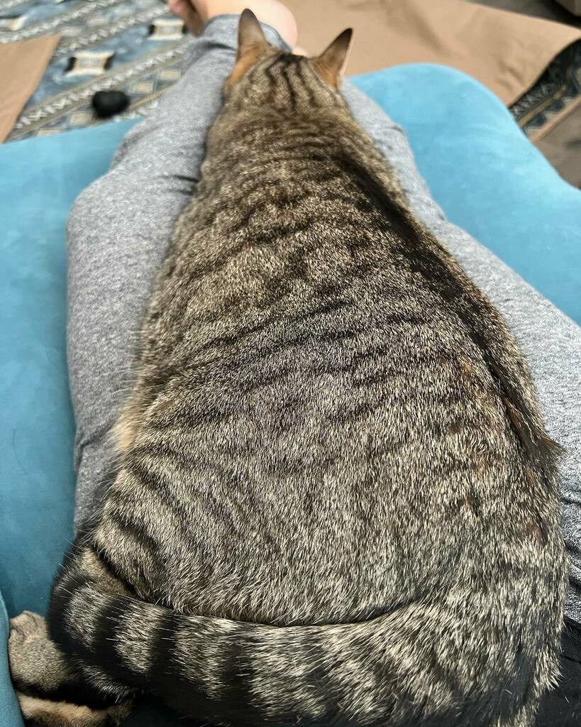 VietHeartPA's tweet photo. Sunday. Defeating #burnout is having your lap owned by your cat. Proposed Family rule: if cat has picked your lap, for that brief glorious moment, no work needs to be done by you. #catsofintagram https://t.co/4NVi24f39k