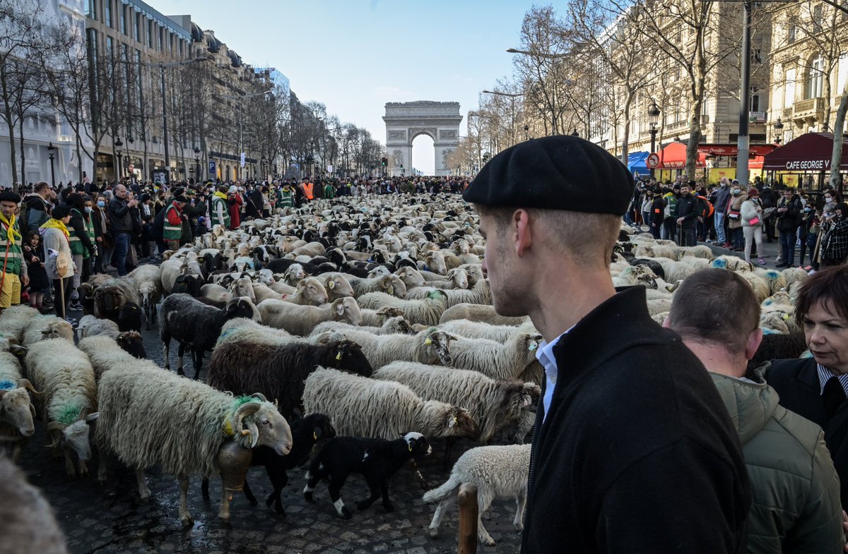 Quentin_TOP's tweet image. Le Béarnais à Paris.
Un champ pavé de luxe pour les 2022 brebis en transhumance.
#ChampsElysees
#foliesbearnaise 
#Paris #champsélysées @BearnPyrenees @bayrou @tourismepau @SO_Pau