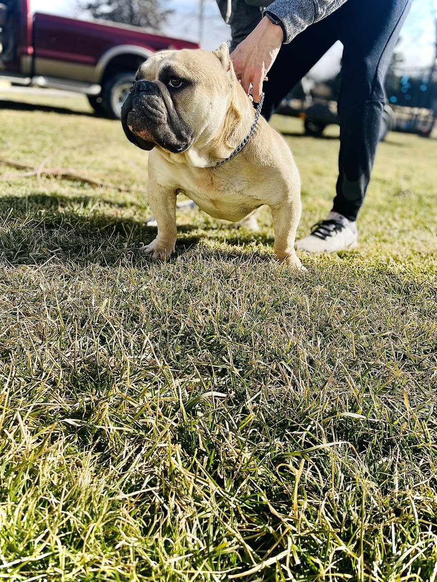 TopShelfBullies's tweet photo. Big Boy is loving the weather Ohio is blessing us with this week. 
Ready to stud 
1yr old 
2xBape 
1xPaintball 
Dm for pedigree and more info ‼️ https://t.co/TIWxlQvjx2