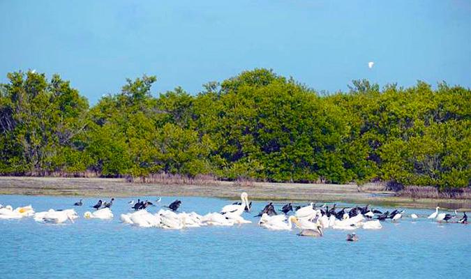 CanalCaribeCuba's tweet image. Científicos de #Cuba obtuvieron #MapasTemáticos sobre la cobertura de #manglar a partir del uso de técnicas de percepción remota y los Sistemas de Información Geográficos. 🇨🇺👉 bit.ly/3KkFTah