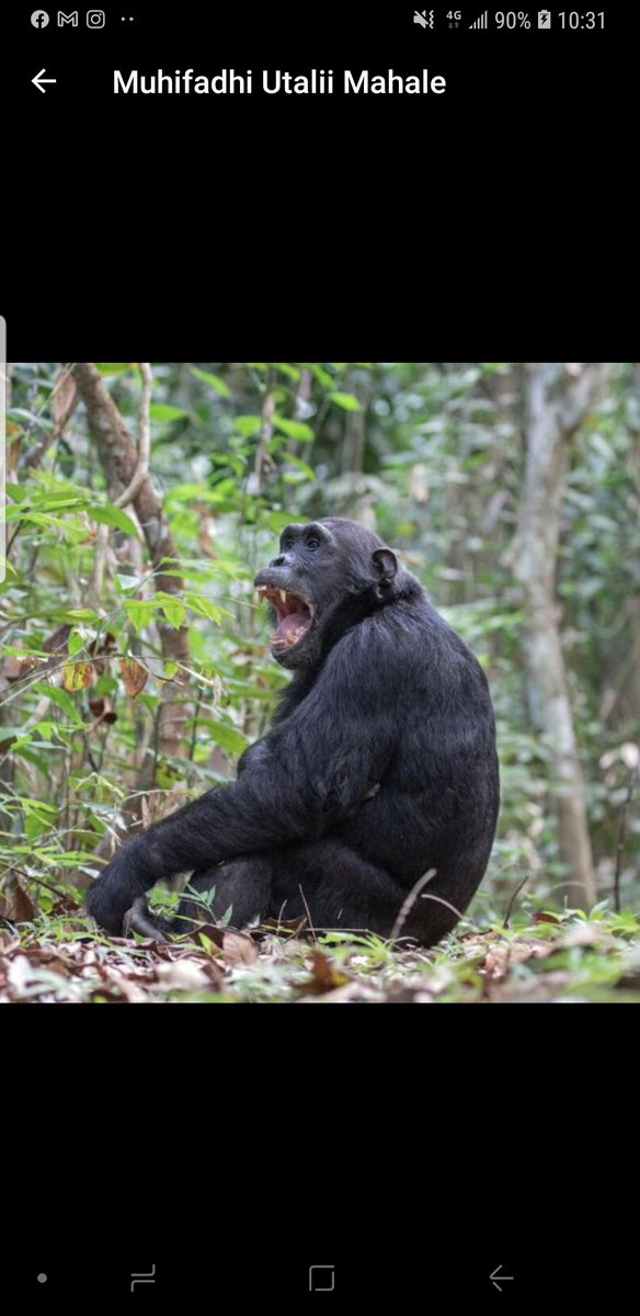 AndGombe's tweet photo. Explore with us to enjoy the beautiful of these creatures at Gombe N.Park. 
Book now via WhatsApp no +255692064936 or
Email:- info@beaconadventure.com 

#nature #WorldWildlifeDay #worldbookday2022 #WorldWildlifeDay2022 #NaturePhotography #travewithbeaconadventureandsafaris https://t.co/BH8MUJRIQg