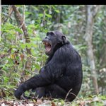 Photo by BEACON ADVENTURE AND SAFARIS (@AndGombe)