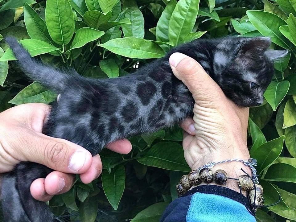 meowwoofpet's tweet photo. Black bengal cats https://t.co/m3FyRbttIv