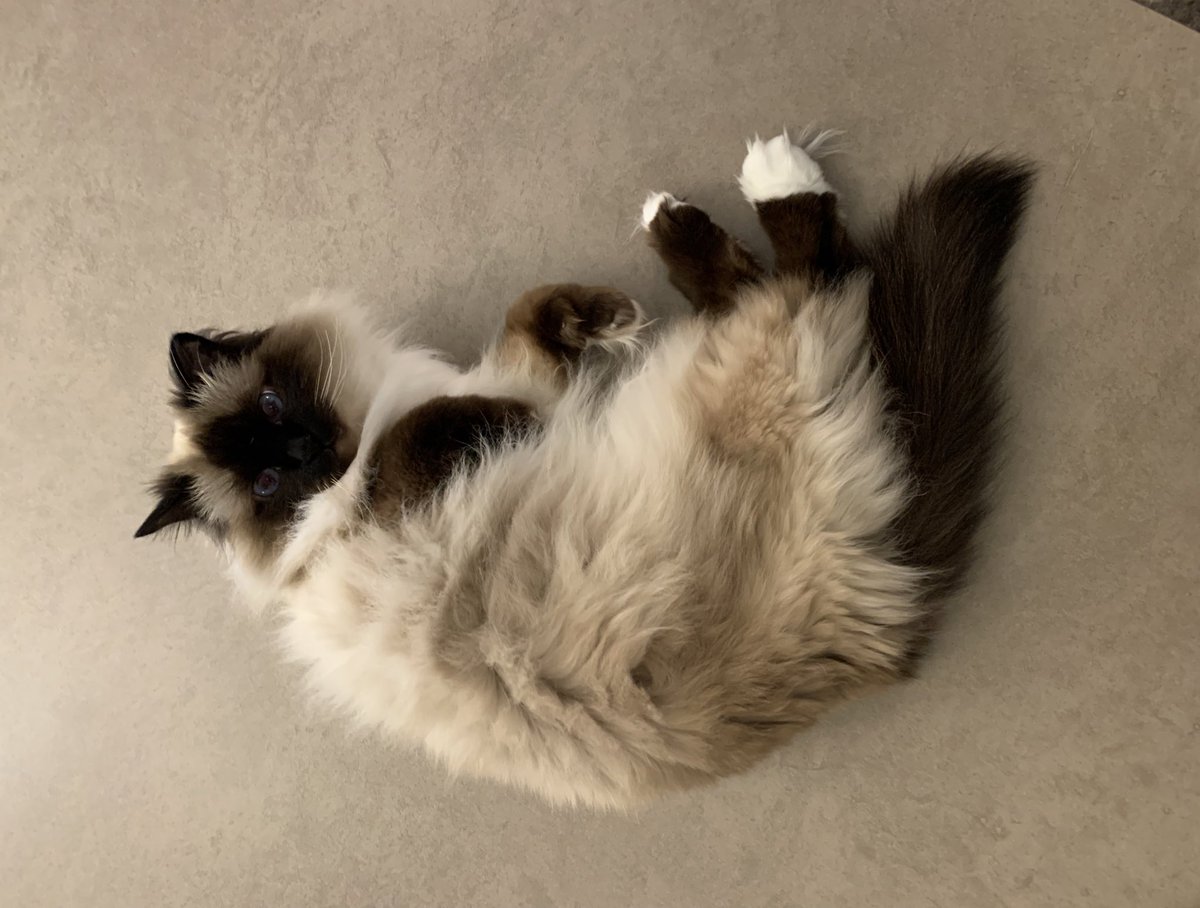 gummythecat's tweet photo. Uh oh… caught in the middle of my #lazysunday nap on the dining table… I’m not your diner, please don’t eat me mol 😹😹😹 https://t.co/z2EdciO8pL