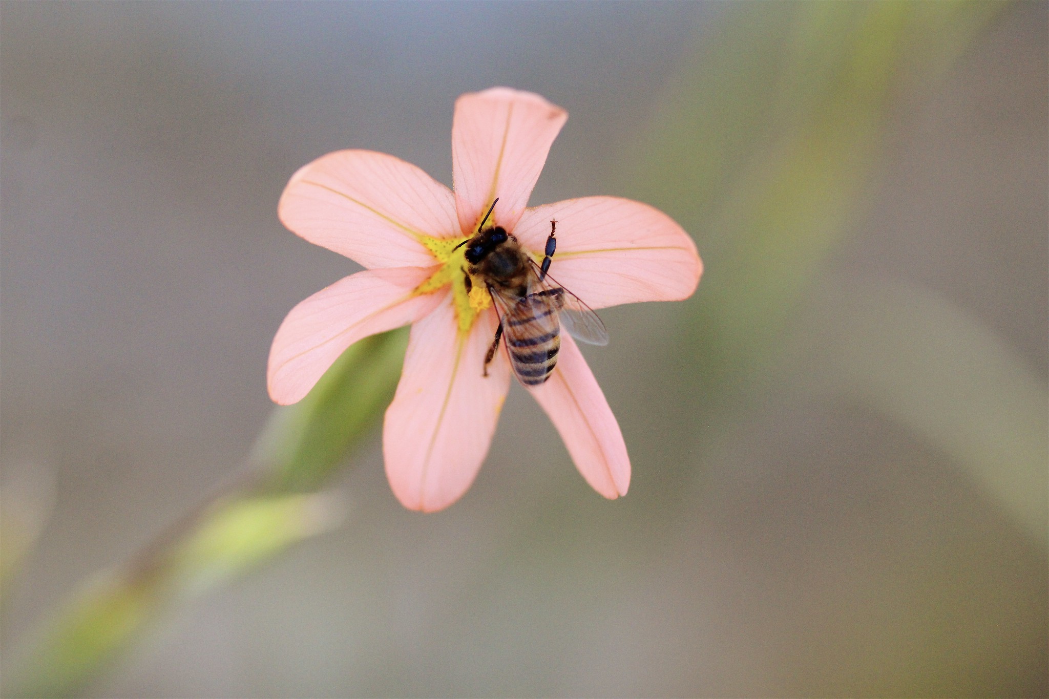 Springs Preserve on Twitter "🌺 Happy as a honeybee! 🐝 https//t.co