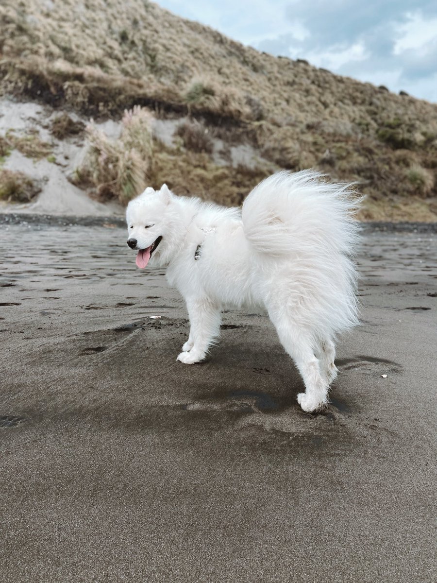 My majestic fluffy bum ✨
#dog #samoyed #dogsoftwitter #beachtrip