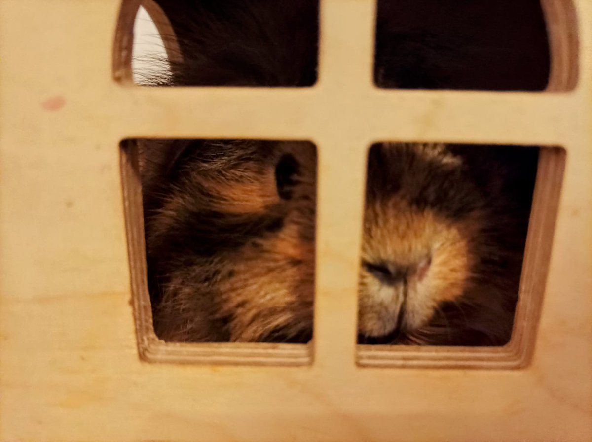 ObstundFell's tweet photo. #petcontent #Meerschweinchen
#meeries #guineapig 

Was denkt dieses Schweinchen?
Umfrage in den Kommentaren. https://t.co/7J52jsiF20