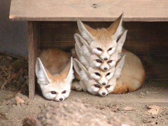 Fennec Every Hour! (@fenneceveryhr) on Twitter photo 
