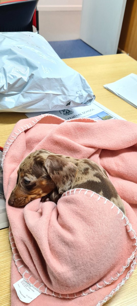 TheAngry_Wombat's tweet photo. Been a big morning already
#SausageDogsofDoE https://t.co/pcrnDMlabZ