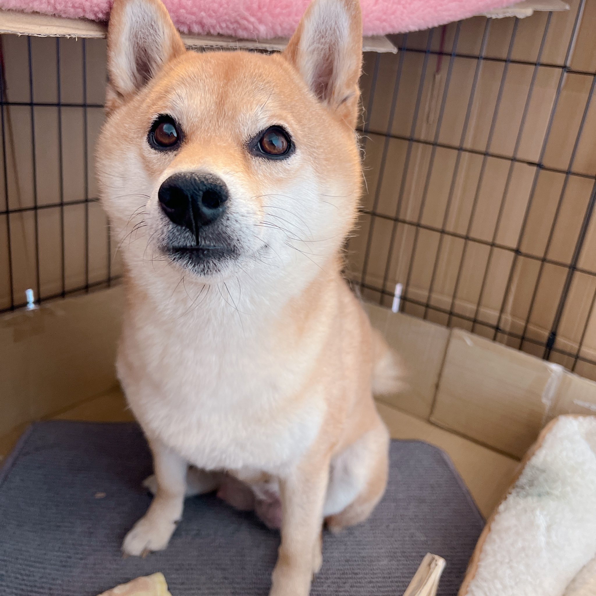 sibaken さんありがとうございます iPhone Silver 64 GB au 柴犬太郎様 専用