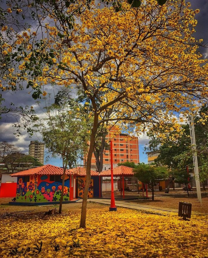 Araguaney
Postales de la ciudad
Carrera 16, Parque Ravel 
Barquisimeto, Venezuela

📸luis_emirio