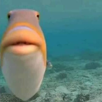 beije o Peixe!•°, meme gc