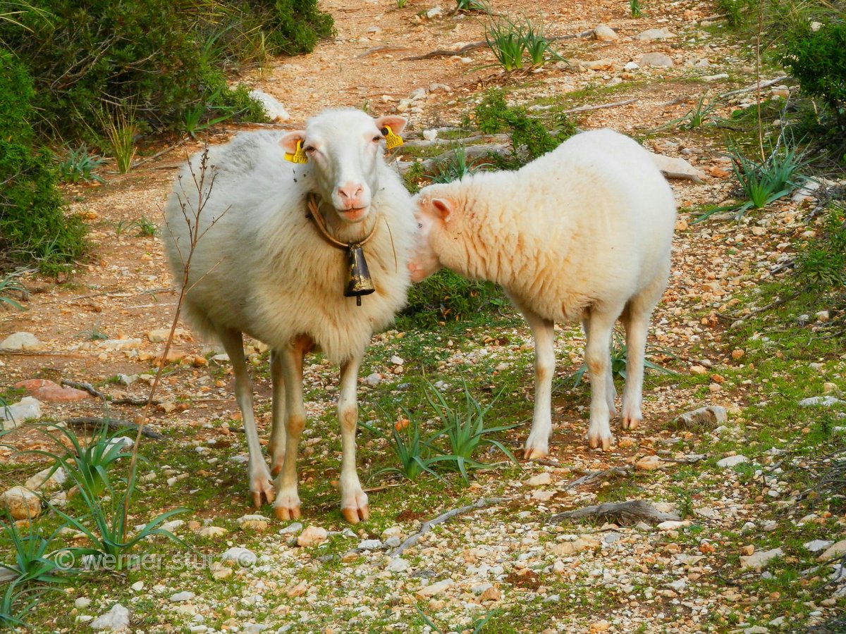 werner_stutz's tweet photo. ...
Defendiendo sin miedo sus zonas aunque sobre un camino público en tierras de Artà 💚
.
#IslasBalears
. https://t.co/02ks8kMG58