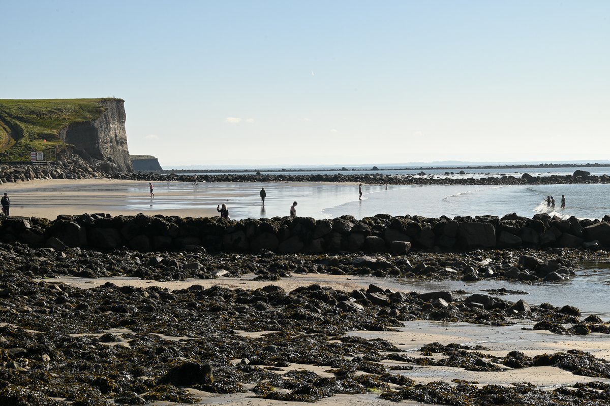MOConnell07's tweet photo. #Silverstand #Bearna: that stretch of coast on #GalwayBay always worth exploring. All enjoying the brilliant sun & warmth today; some swim, some stroll, a boy and a Dulux dog examine fossil oaks (bog-deal) & a heron keeps a watchful eye on everything. Wish you were there! https://t.co/fSqwewLuLO