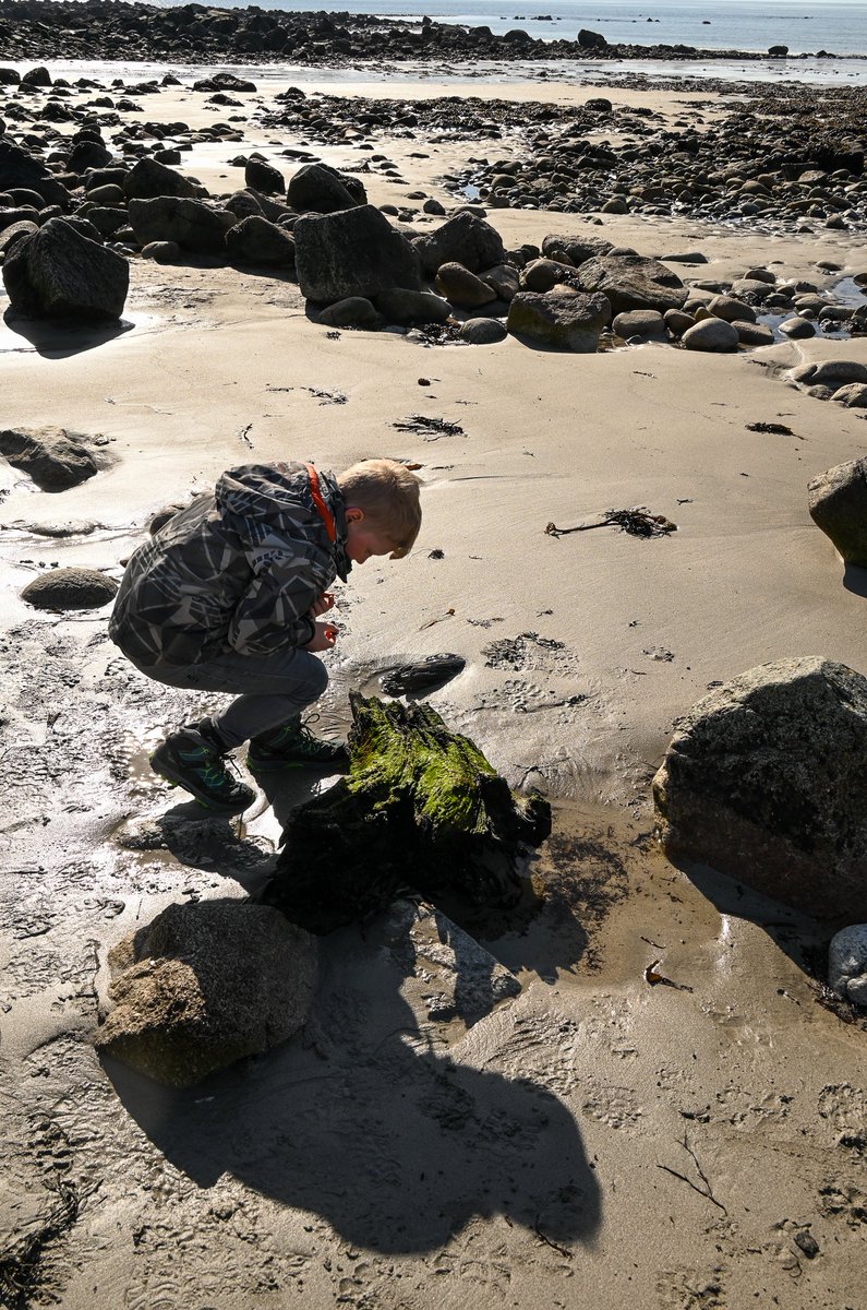 MOConnell07's tweet photo. #Silverstand #Bearna: that stretch of coast on #GalwayBay always worth exploring. All enjoying the brilliant sun & warmth today; some swim, some stroll, a boy and a Dulux dog examine fossil oaks (bog-deal) & a heron keeps a watchful eye on everything. Wish you were there! https://t.co/fSqwewLuLO
