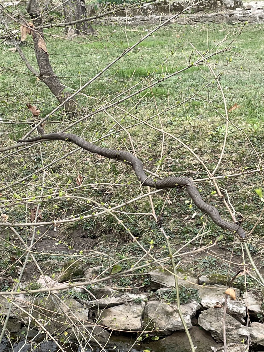 JeffRathmell's tweet photo. The snakes are still out loving the sun. #snakesintrees https://t.co/nkCkfeCJR9