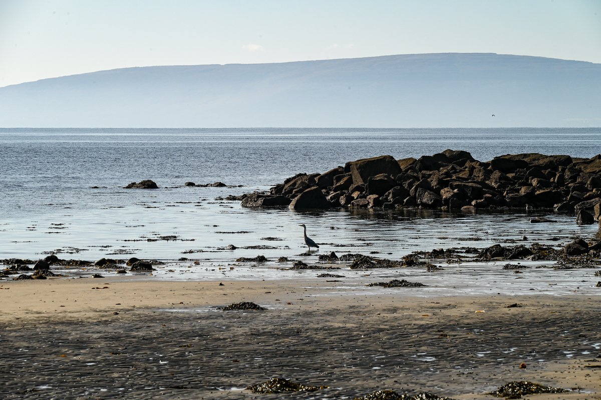 MOConnell07's tweet photo. #Silverstand #Bearna: that stretch of coast on #GalwayBay always worth exploring. All enjoying the brilliant sun & warmth today; some swim, some stroll, a boy and a Dulux dog examine fossil oaks (bog-deal) & a heron keeps a watchful eye on everything. Wish you were there! https://t.co/fSqwewLuLO