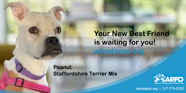 ARPO (@arpo_indy) on Twitter photo 